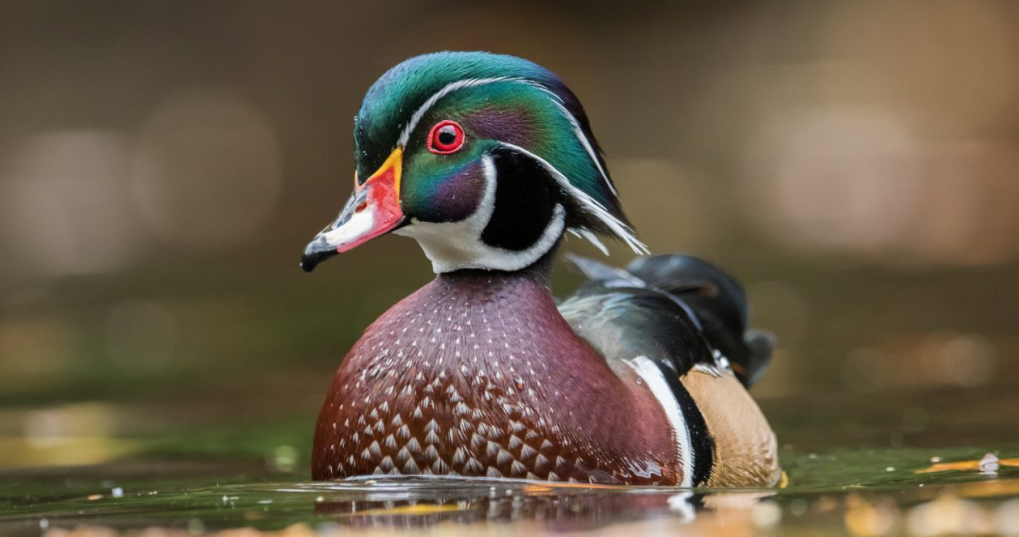 Duck in pond