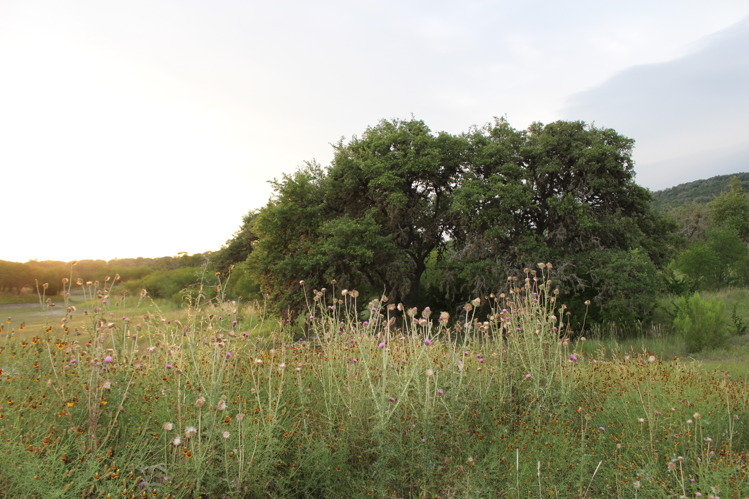 Pasture Tree